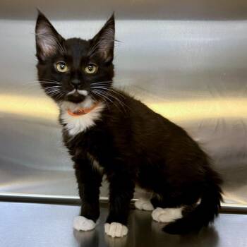 Kayda -  Domestic Medium Hair and Domestic Short Hair Cat for Adoption in Woodinville, Washington - Kayda | PetCurious