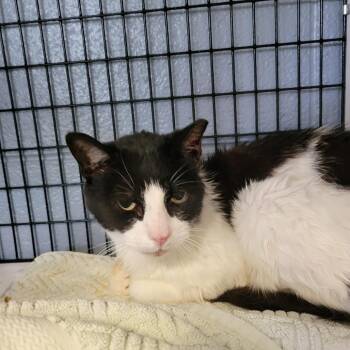 Mitochondria! -  Domestic Short Hair Cat for Adoption in Charlottesville, Virginia - Mitochondria! | PetCurious