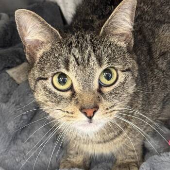 Tigress -  Domestic Short Hair Cat for Adoption in Winchendon, Massachusetts - Tigress | PetCurious