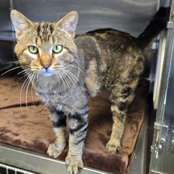 Bigfoot -  Domestic Short Hair Cat for Adoption in Watertown, Wisconsin - Bigfoot | PetCurious