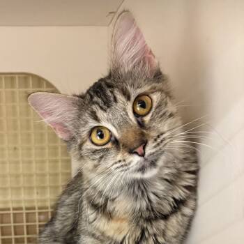 Rescue Domestic Short Hair Cats for Adoption in Sandy Springs, Georgia - Princess Peach | PetCurious