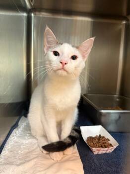 Rescue Domestic Short Hair Cats for Adoption in Disputanta, Virginia - Pocus | PetCurious