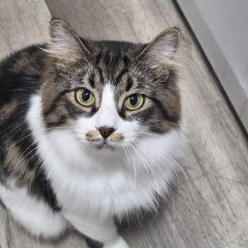 Sprinkles -  Domestic Long Hair Cat for Adoption in Murray, Utah - Sprinkles | PetCurious