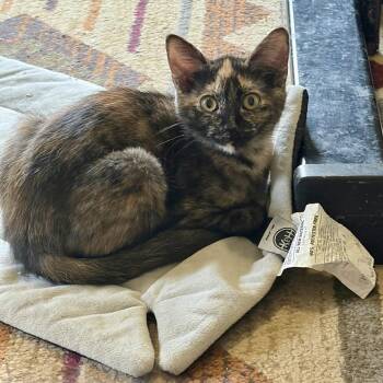 Masquerade Ball -  Domestic Short Hair Cat for Adoption in Richmond, Virginia - Masquerade Ball | PetCurious