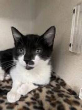 Rescue Domestic Short Hair Cats for Adoption in Gloucester, Massachusetts - Hearts | PetCurious