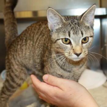 Chimichanga -  Domestic Short Hair Cat for Adoption in Richmond, Virginia - Chimichanga | PetCurious