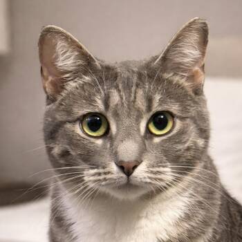 Tabby and Domestic Short Hair Cats Available for Adoption - Maman | PetCurious