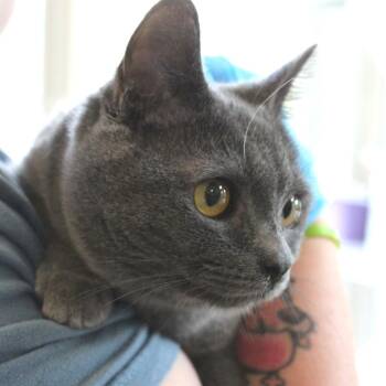 Domestic Short Hair Cats Available for Adoption - Loodles | PetCurious