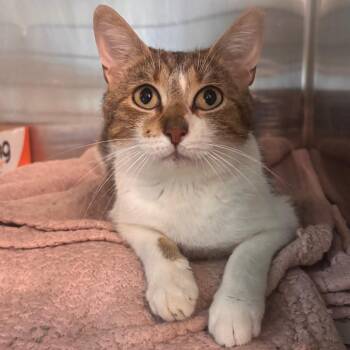 Domestic Short Hair Cats Available for Adoption in Belleville, Illinois - Honey | PetCurious