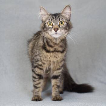 Domestic Medium Hair Cats Available for Adoption - Margarita | PetCurious