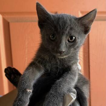 Domestic Short Hair Cats Available for Adoption in Huntington Beach, California - Charlie | PetCurious