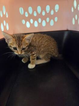 Diana -  Domestic Short Hair Cat for Adoption in Bossier City, Louisiana - Diana | PetCurious