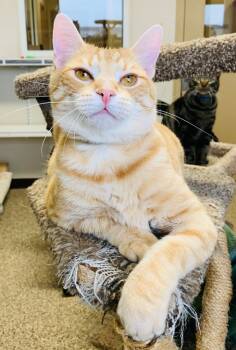 Rescue Domestic Short Hair Cats for Adoption in Fremont, Ohio - Phil | PetCurious