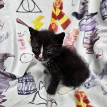 Tinky Winky -  Domestic Short Hair Cat for Adoption in Parkersburg, West Virginia - Tinky Winky | PetCurious