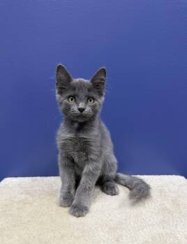 Bruce -  Russian Blue and Domestic Medium Hair Cat for Adoption in High Ridge, Missouri - Bruce | PetCurious