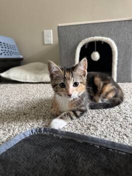 Peach -  Domestic Short Hair Cat for Adoption in Farmington, Minnesota - Peach | PetCurious