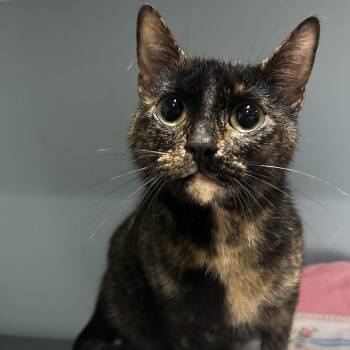 Tiger Lily -  Domestic Short Hair Cat for Adoption in Chattanooga, Tennessee - Tiger Lily | PetCurious