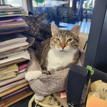 Rescue Domestic Short Hair Cats for Adoption in Houston, Texas - Sweetie | PetCurious