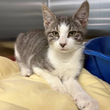 Rescue Domestic Short Hair Cats for Adoption in East Hanover, New Jersey - Einstein | PetCurious