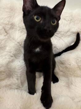 Delete -  Domestic Short Hair Cat for Adoption in Tucson, Arizona - Delete | PetCurious