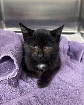 Sofia -  Domestic Short Hair Cat for Adoption in Westland, Michigan - Sofia | PetCurious