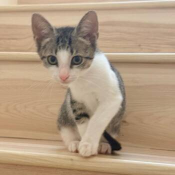 Asha -  Domestic Short Hair Cat for Adoption in Houston, Texas - Asha | PetCurious