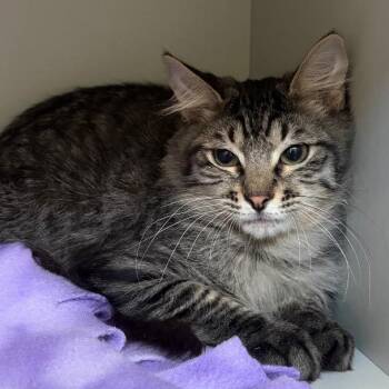 Kirby -  Domestic Medium Hair Cat for Adoption in Sarasota, Florida - Kirby | PetCurious