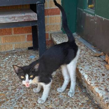 Eger -  Domestic Short Hair Cat for Adoption in Hattiesburg, Mississippi - Eger | PetCurious