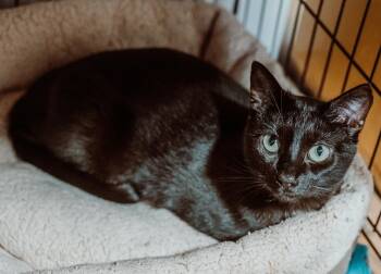Rescue Domestic Short Hair Cats for Adoption in Le Mars, Iowa - Juno | PetCurious