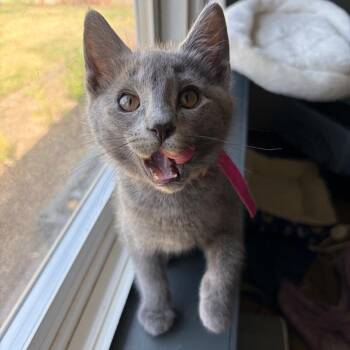 Pebble -  Domestic Short Hair Cat for Adoption in Keizer, Oregon - Pebble | PetCurious