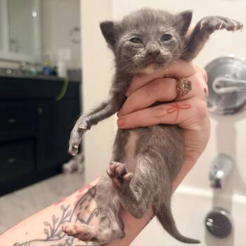 Nancy -  Domestic Short Hair Cat for Adoption in Inman, South Carolina - Nancy | PetCurious