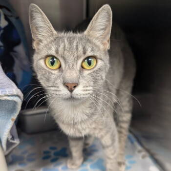 Rescue Domestic Short Hair Cats for Adoption in New Castle, Delaware - Marina | PetCurious