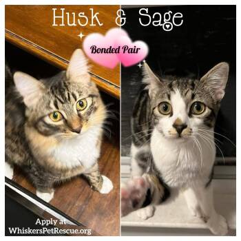 Domestic Short Hair and Tabby Cats Available for Adoption in Southbury, Connecticut - Sage | PetCurious