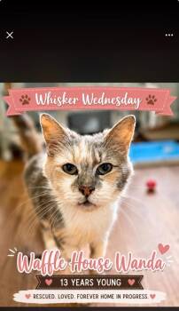 Waffle House Wanda -  Domestic Long Hair Cat for Adoption in Douglasville, Georgia - Waffle House Wanda | PetCurious