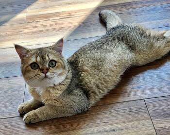 British Shorthair Cats Available for Adoption - Momo | PetCurious