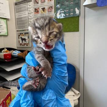 Domestic Short Hair Cats Available for Adoption in Columbiana, Alabama - Party Cake (NOT AVAILABLE - IN FOSTER CARE) | PetCurious