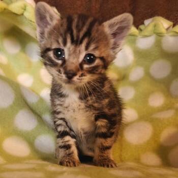 Robin C10893 -  Domestic Short Hair Cat for Adoption - Robin C10893 | PetCurious