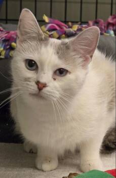 Domestic Short Hair Cats Available for Adoption in Muskegon, Michigan - DANA | PetCurious