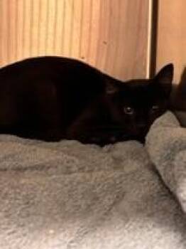 Sweetie Pie -  Domestic Short Hair Cat for Adoption in Lake Tapwingo, Missouri - Sweetie Pie | PetCurious