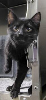 Binx -  Domestic Short Hair Cat for Adoption in Henderson, North Carolina - Binx | PetCurious