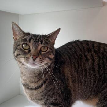 Domestic Short Hair Cats Available for Adoption in Downers Grove, Illinois - Goose | PetCurious