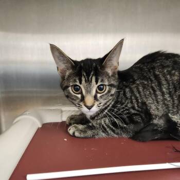 Misdemeanor -  Domestic Short Hair Cat for Adoption in Fort Wayne, Indiana - Misdemeanor | PetCurious