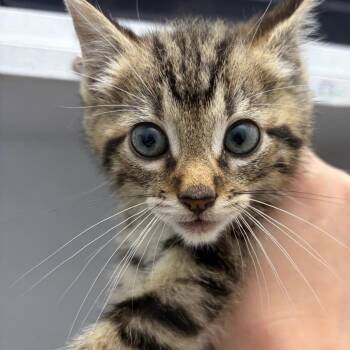 Thor -  Domestic Short Hair Cat for Adoption in Franklin, North Carolina - Thor | PetCurious