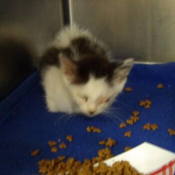 Leroy -  Domestic Short Hair Cat for Adoption in New York, New York - Leroy | PetCurious