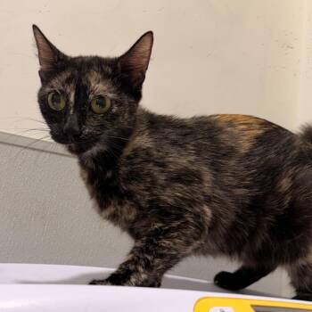 Domestic Short Hair Cats Available for Adoption in Clearwater, Florida - Nox | PetCurious