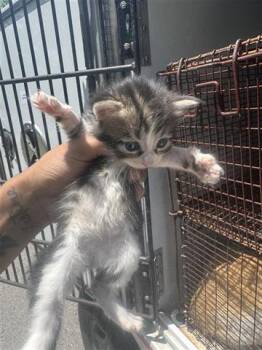 Domestic Short Hair Cats Available for Adoption in Houston, Texas - ISABELLA | PetCurious