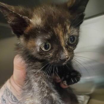 Ketchup -  Domestic Short Hair Cat for Adoption in Asheville, North Carolina - Ketchup | PetCurious