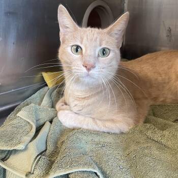 Rascal -  Domestic Short Hair Cat for Adoption - Rascal | PetCurious