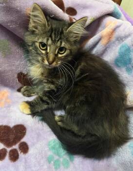 Grizabella -  Domestic Medium Hair Cat for Adoption in Groveland, Massachusetts - Grizabella | PetCurious
