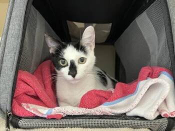 Duchess -  Domestic Short Hair Cat for Adoption in Westland, Michigan - Duchess | PetCurious